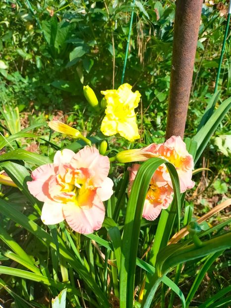 IMG20230702100121 - Iulie 2023