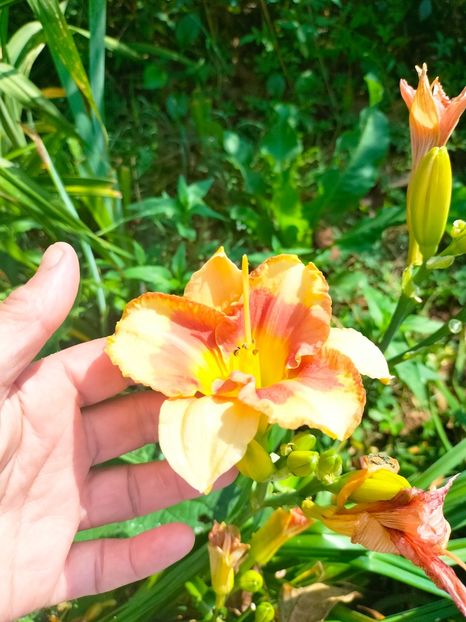 IMG20230702100114 - Iulie 2023