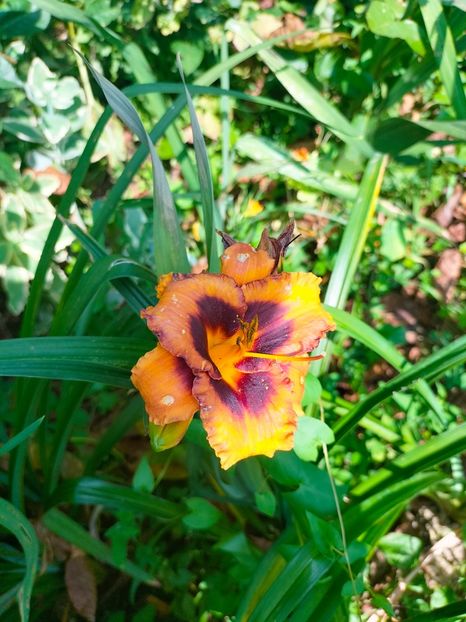 IMG20230702100055 - Iulie 2023