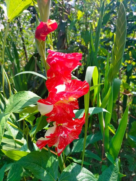 IMG20230702100353 - Iulie 2023