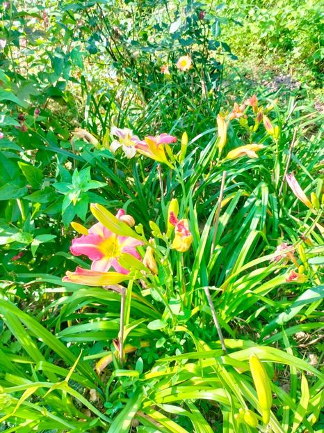 IMG20230702100311 - Iulie 2023