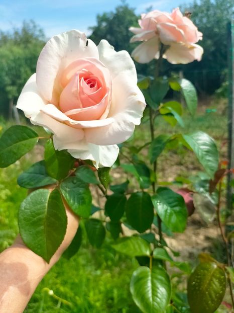 IMG20230702102150 - Iulie 2023