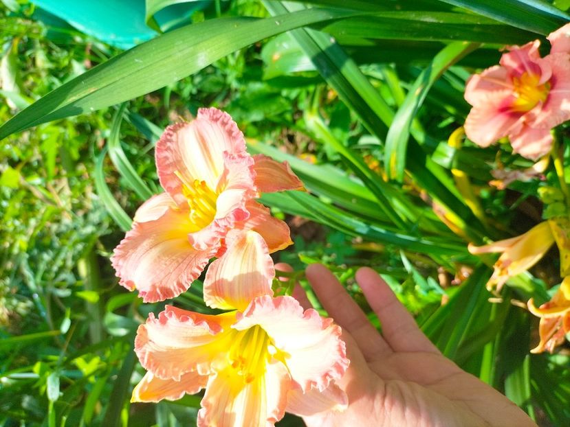 IMG20230702100039 - Iulie 2023