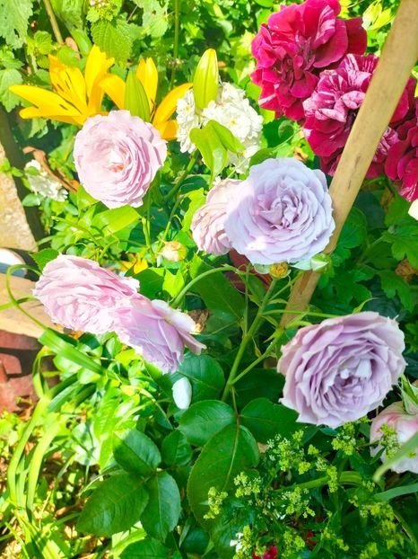 IMG20230702100008 - Iulie 2023