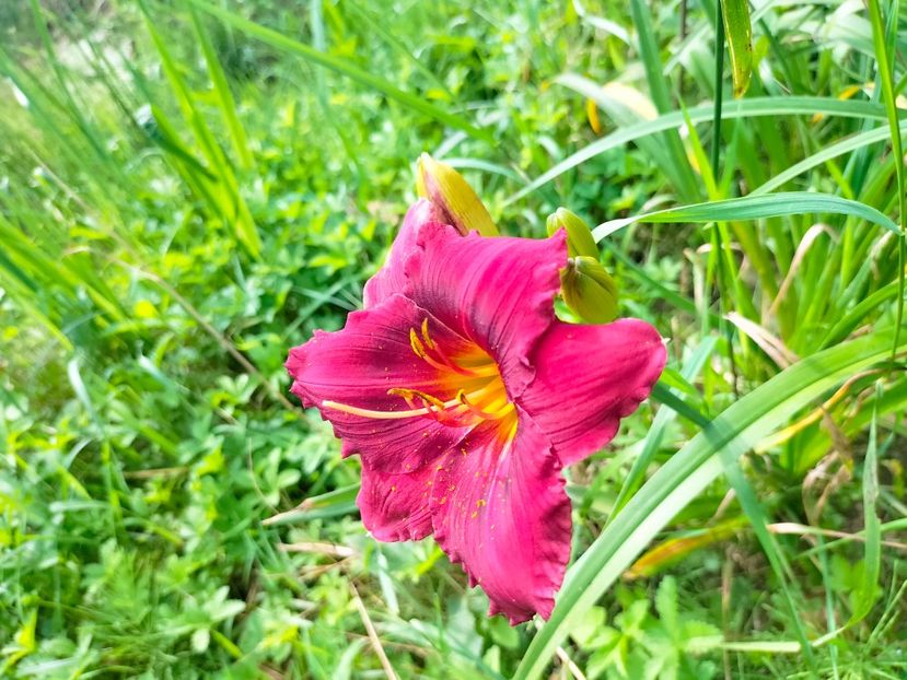 IMG20230702102428 - Iulie 2023