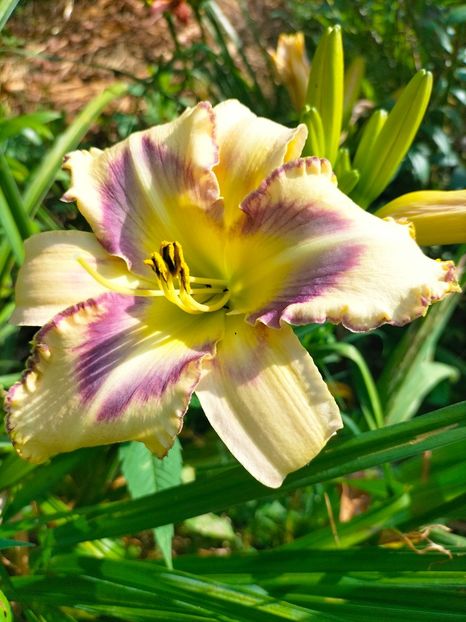 IMG20230702100118 - Iulie 2023