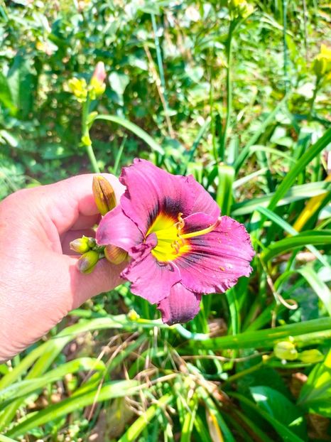 IMG20230702100100 - Iulie 2023