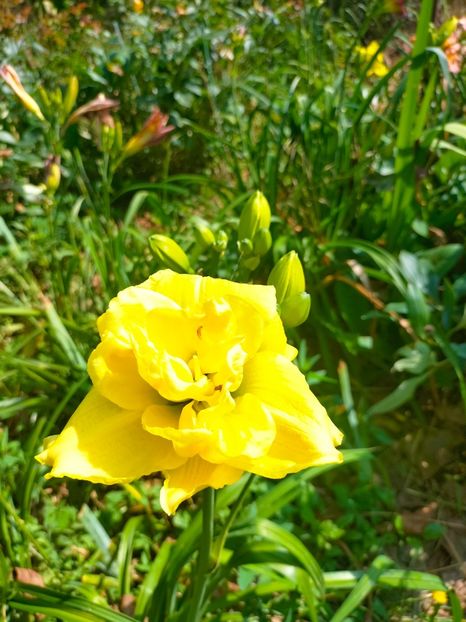 IMG20230702100044 - Iulie 2023