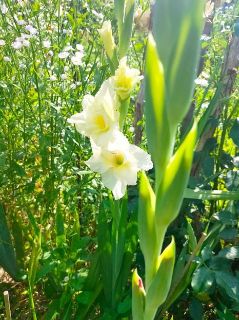 IMG20230702100358 - Iulie 2023