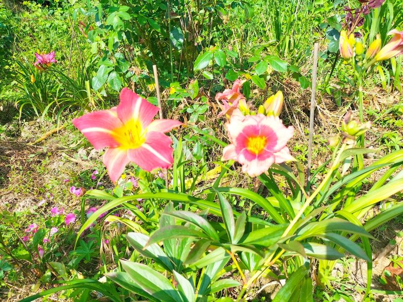 IMG20230702100334 - Iulie 2023