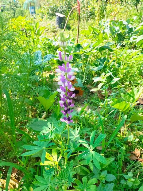 IMG20230702100205 - Iulie 2023