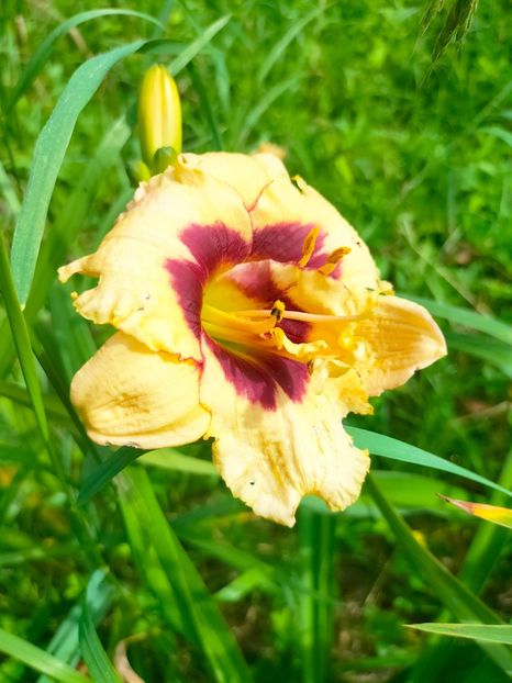 IMG20230702102410 - Iulie 2023