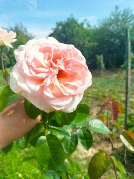 IMG20230702102144 - Iulie 2023