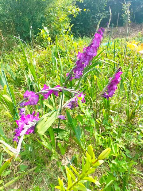 IMG20230702102023 - Iulie 2023