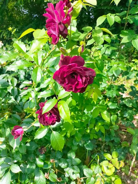 IMG20230702101935 - Iulie 2023