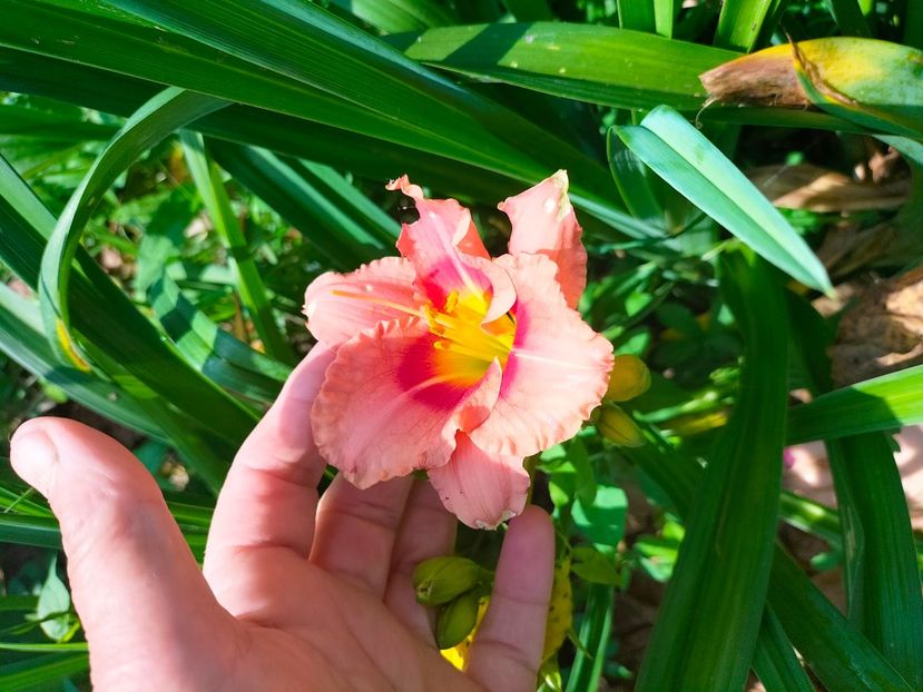 IMG20230702100034 - Iulie 2023