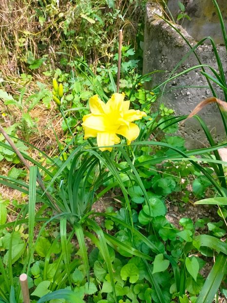 IMG20230702103722 - Iulie 2023