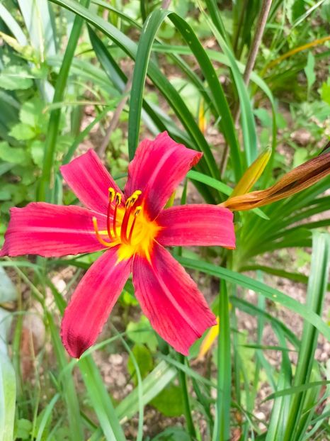 IMG20230702103714 - Iulie 2023