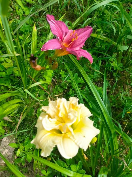 IMG20230702102423 - Iulie 2023