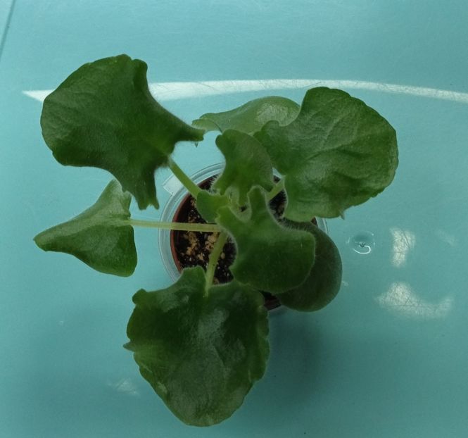  - LE Sestra Korolevy