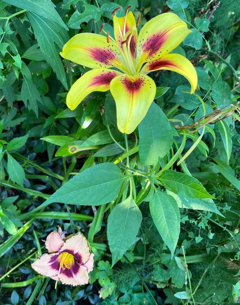 980E1CF1-1E66-478F-B0DF-79D2C45BE14F - Crini 2016 2023