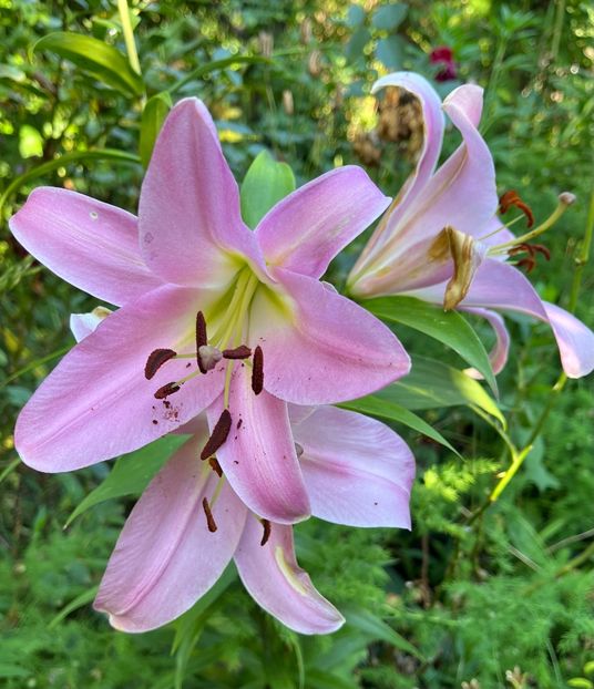 FD39C578-9FA8-4934-AF26-C59ADA6EF8C0 - Crini 2016 2023