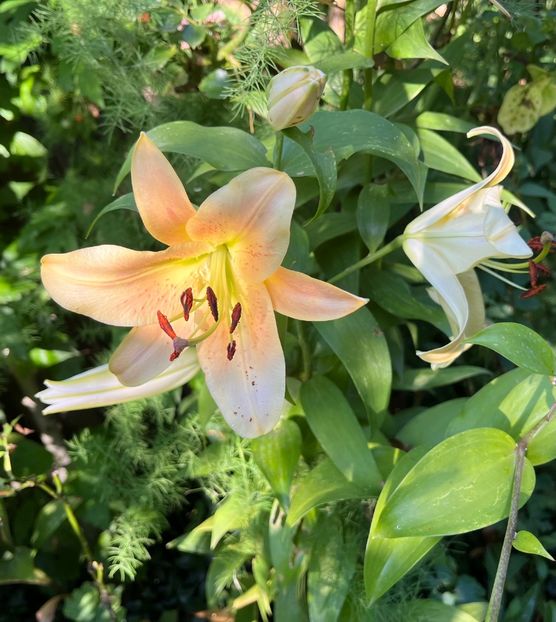 C06A3057-72CE-4241-9B80-6BBB362399B7 - Crini 2016 2023