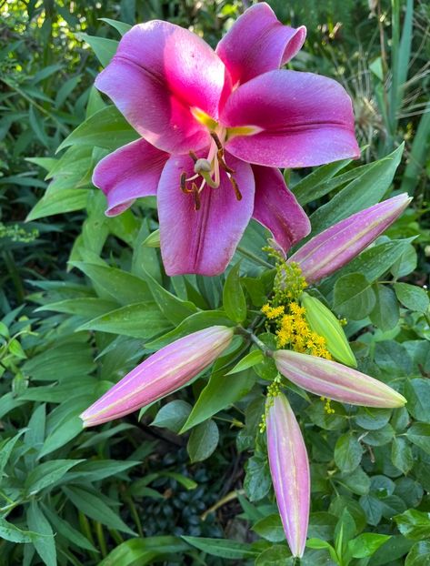 E01BC6D6-3BF9-4E77-97D7-10F64BFC6494 - Crini 2016 2023