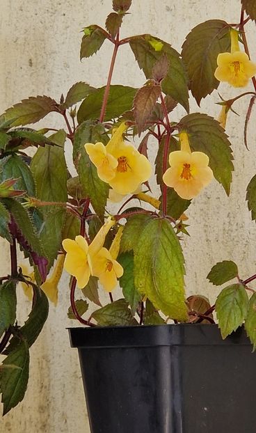  - Yellow Beauty p