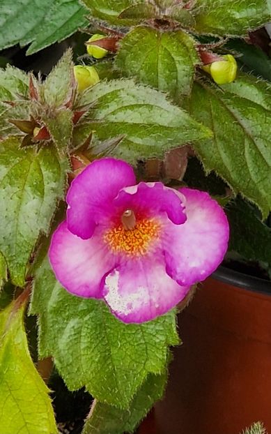 Splatted Rainbow - Achimenes 2023