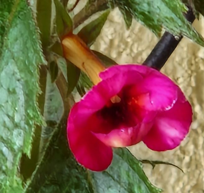 Cherry Blossom - Achimenes 2023