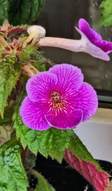 Charles Martel - Achimenes 2023