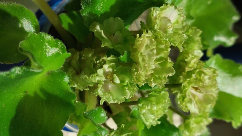  - Violete și gloxinii 2023