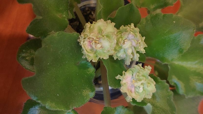  - Violete și gloxinii 2023