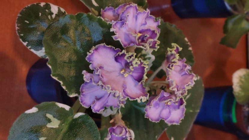  - Violete și gloxinii 2023