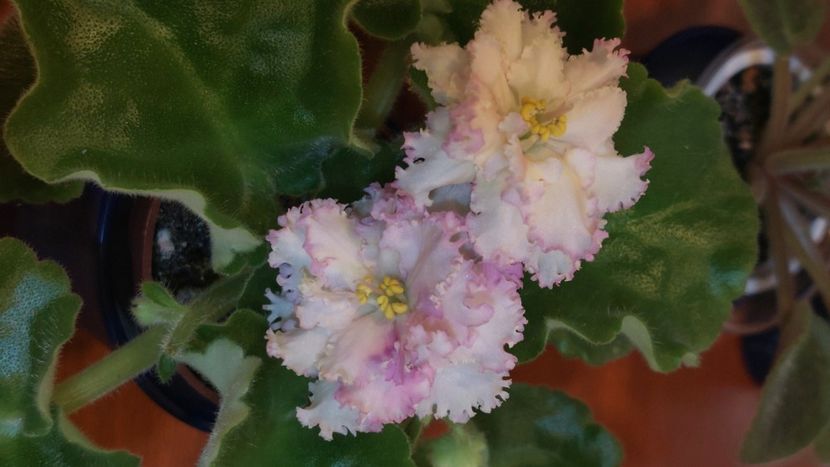  - Violete și gloxinii 2023