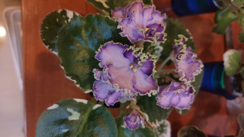  - Violete și gloxinii 2023