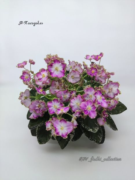 Poză net - N- Pasodobl sport