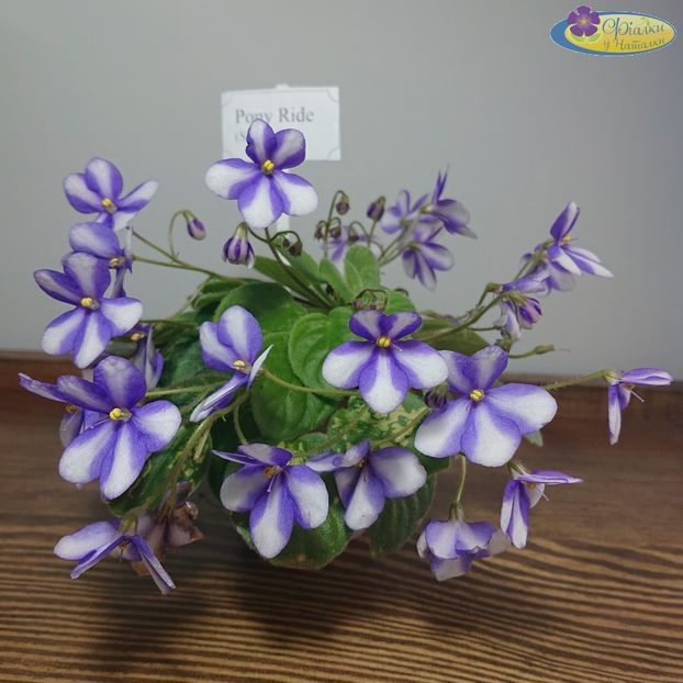 Poză net - Pony Ride trailer chimera