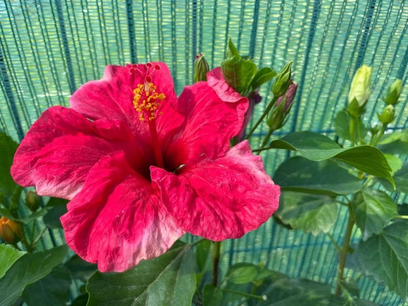 0381F78E-18D6-4EE2-9311-B45EBBE482C7 - 001 - Hibiscusi