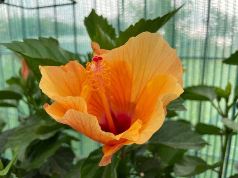 085BD150-CA67-49FE-99D7-5C9285A47E81 - 001 - Hibiscusi