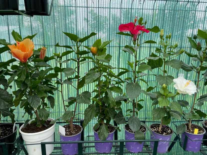 D2479634-F242-40C2-B673-03A1B93BCA4A - 001 - Hibiscusi