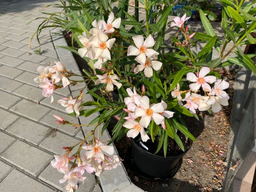 1D071F69-15A4-4D0E-9236-70246E056B30 - 0006 - Leandri 2023-2024-2025