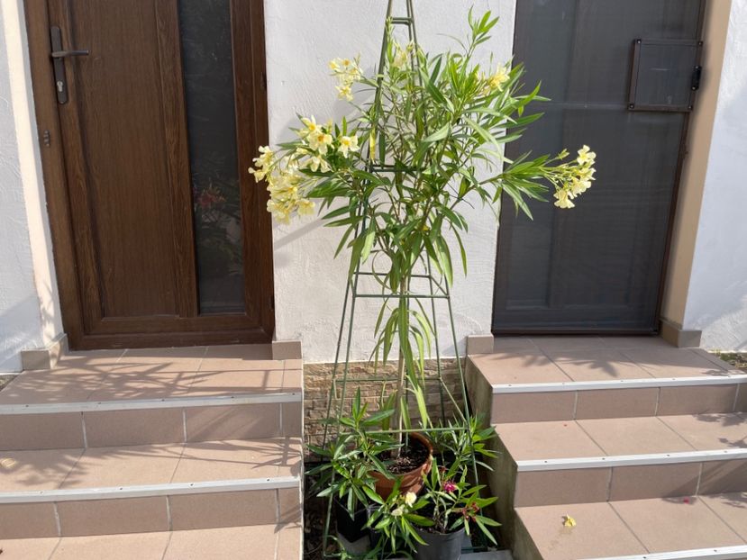 F2E45D45-531C-492E-9D5D-F3EACF9BED8F - 0006 - Leandri 2023-2024-2025