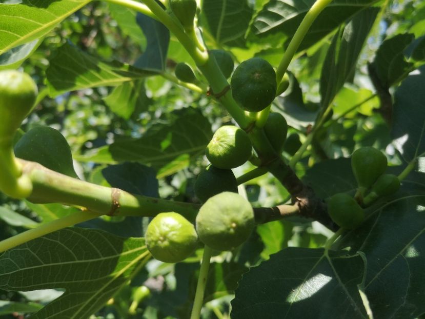  - arbori fructiferi 2023