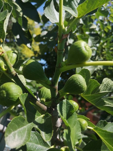  - arbori fructiferi 2023