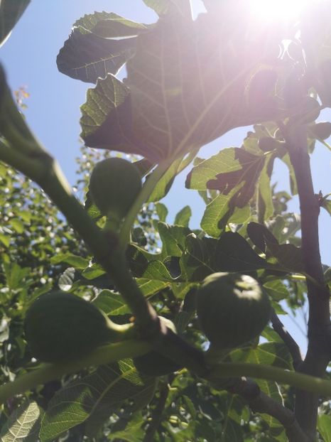  - arbori fructiferi 2023