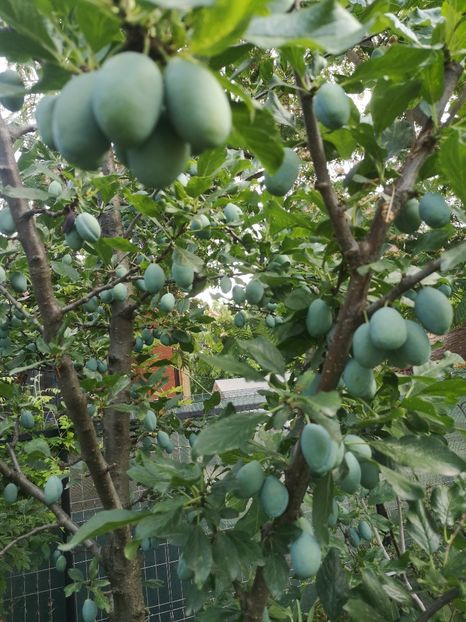 Prun Stanley - arbori fructiferi 2023