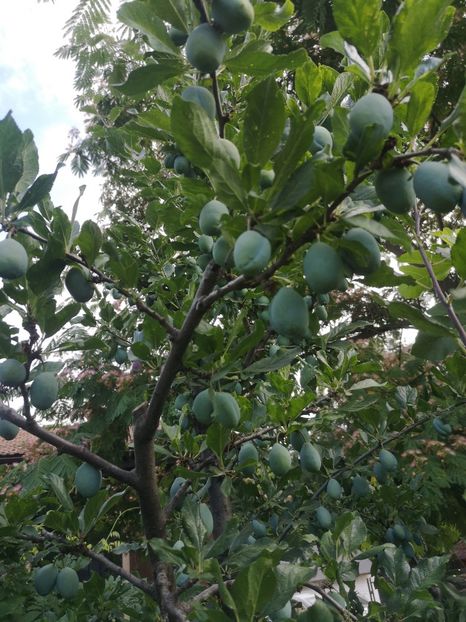  - arbori fructiferi 2023