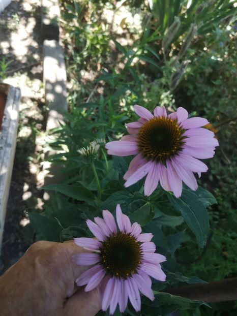 echinaceea - Gradina flori